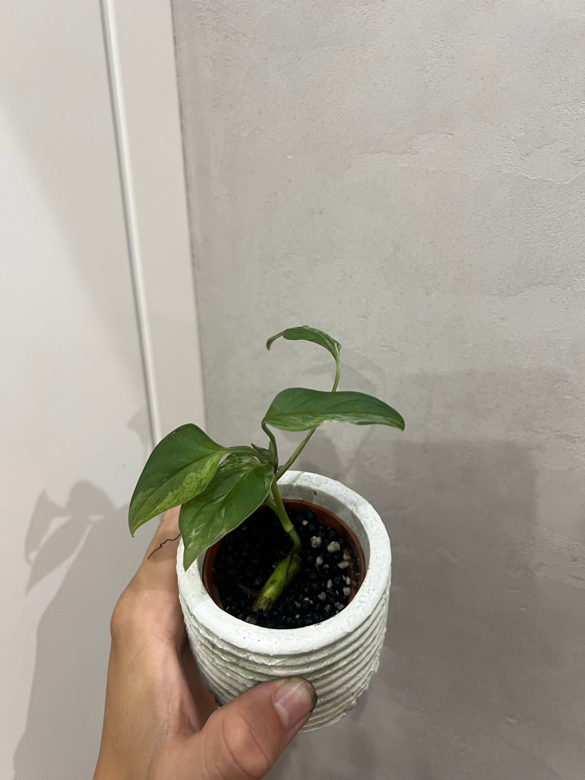 Monstera Indonesian Marble Variegata