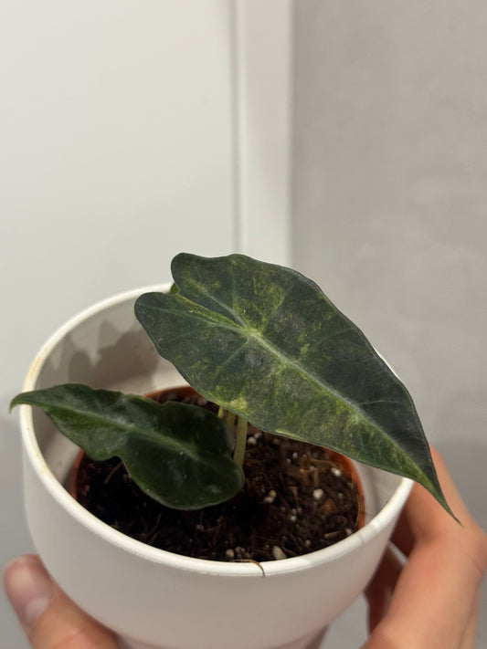 Alocasia Polly Yellow Variegata