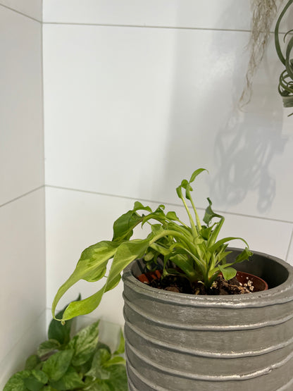Philodendron xanadu lemon variegated (1/1)