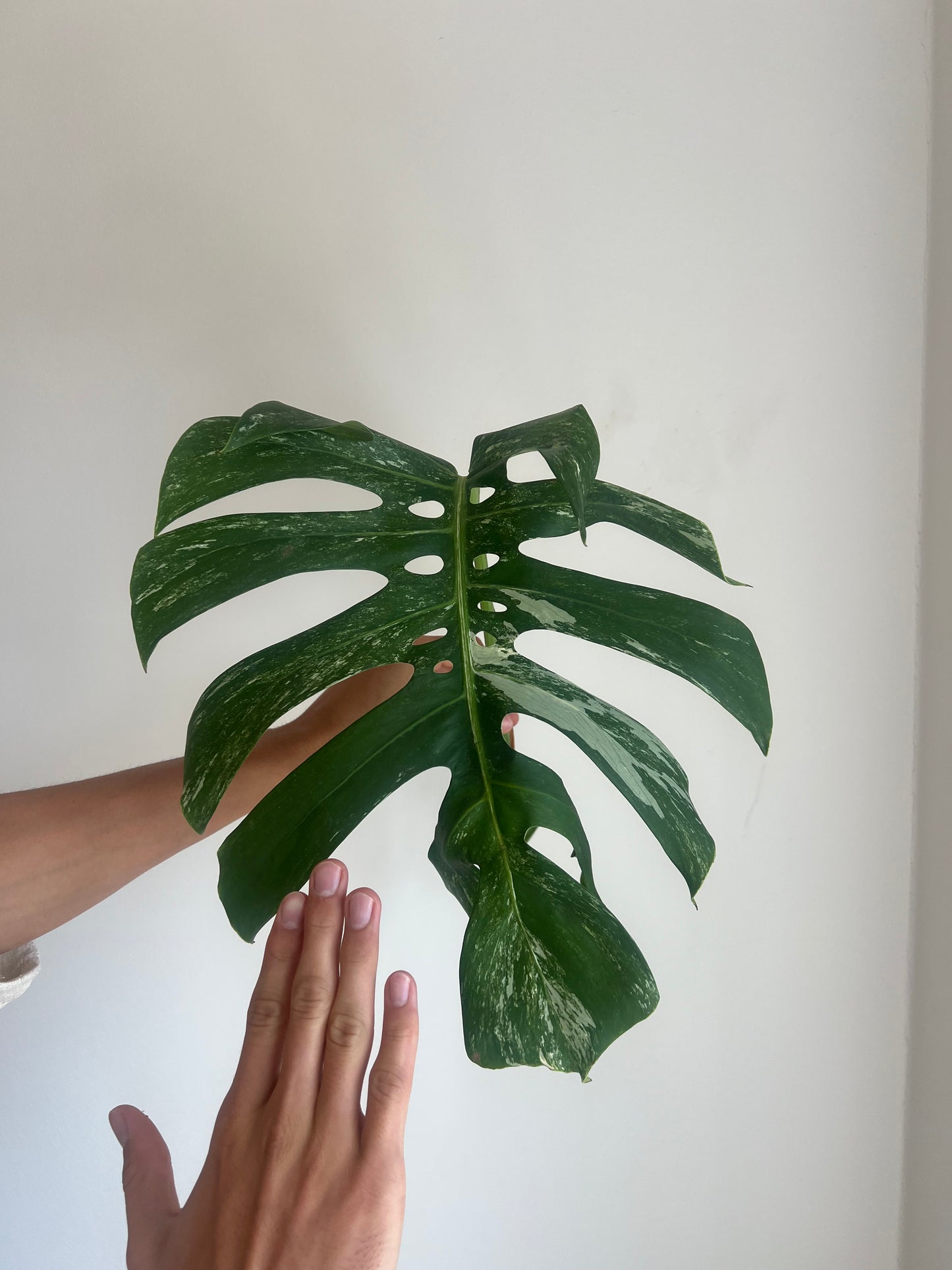 Monstera albo velké řízky