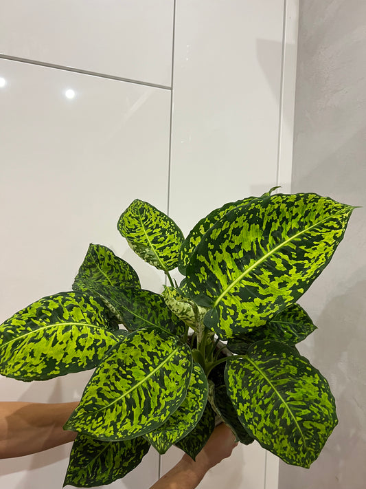 Dieffenbachia reflector