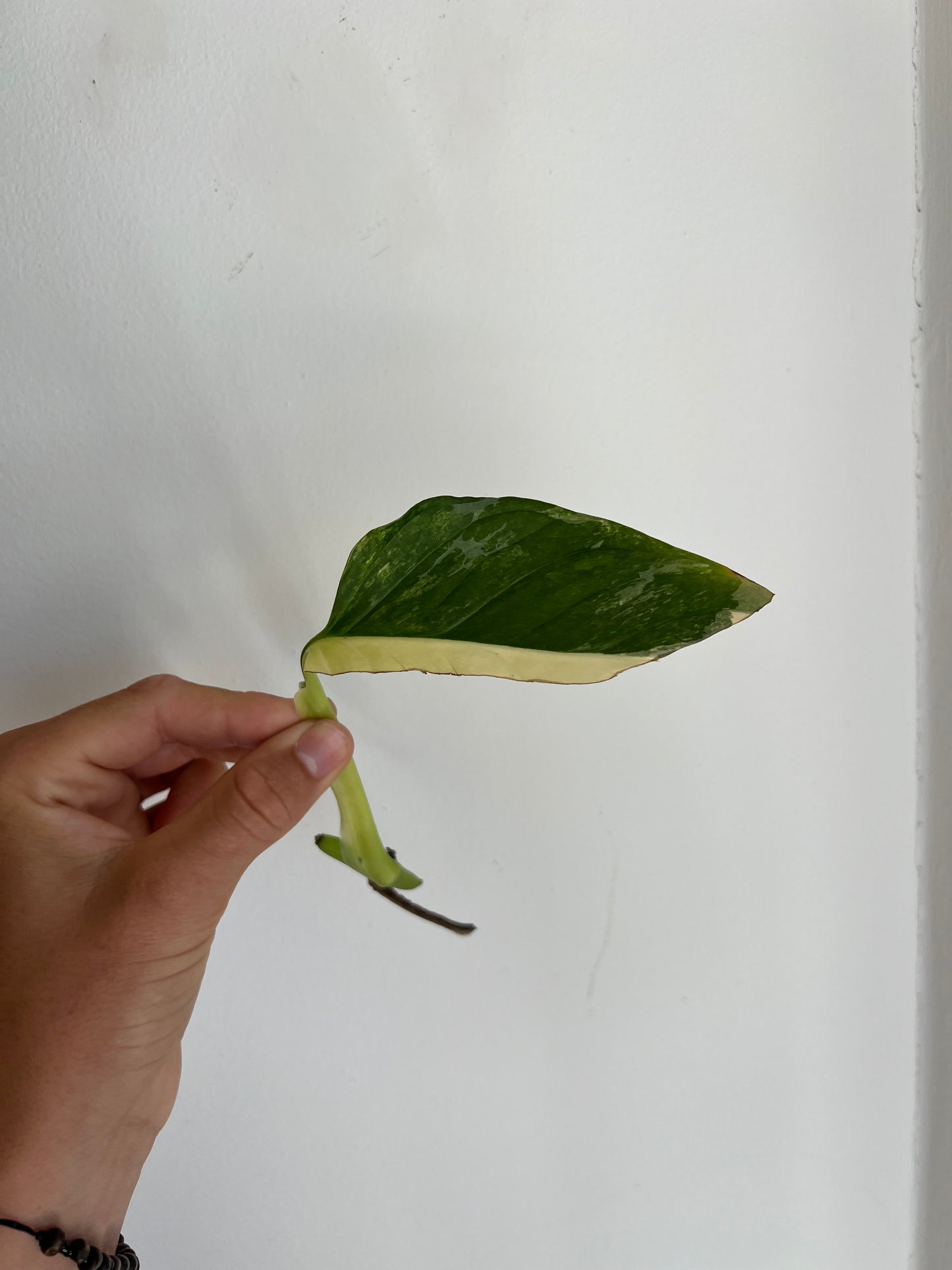Monstera Obliqua ‘Mayuna’ Variegata