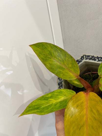 philodendron orange marmalade
