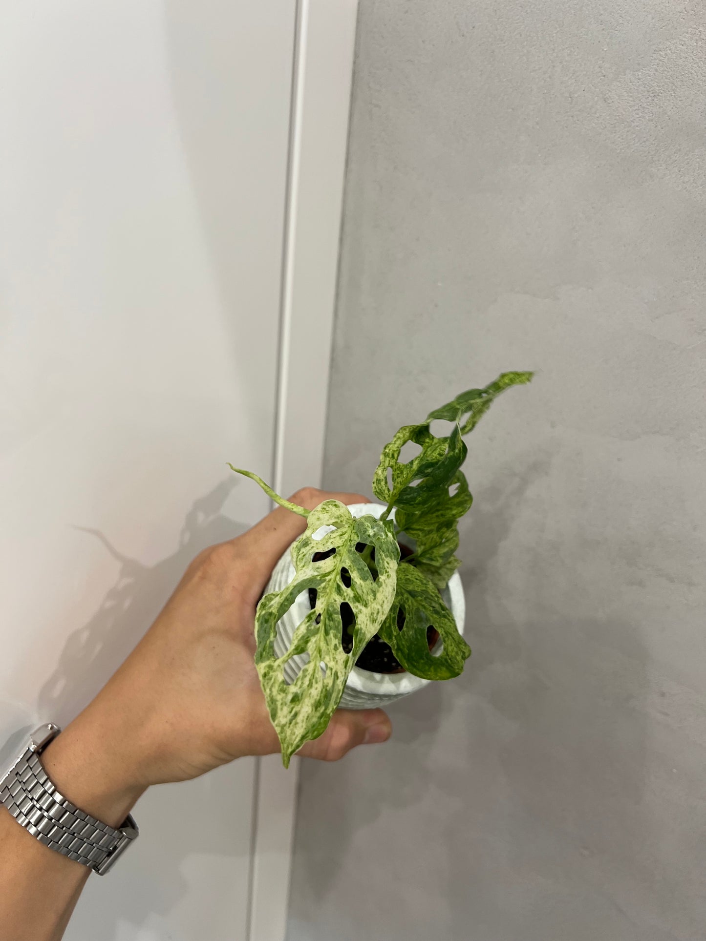 Monstera frozen freckles
