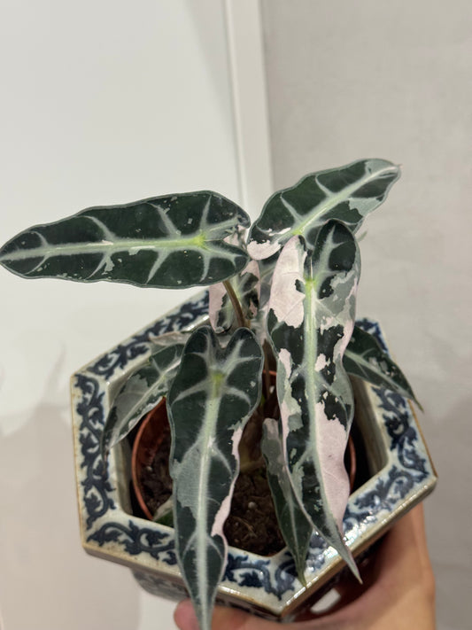 Alocasia bambino var