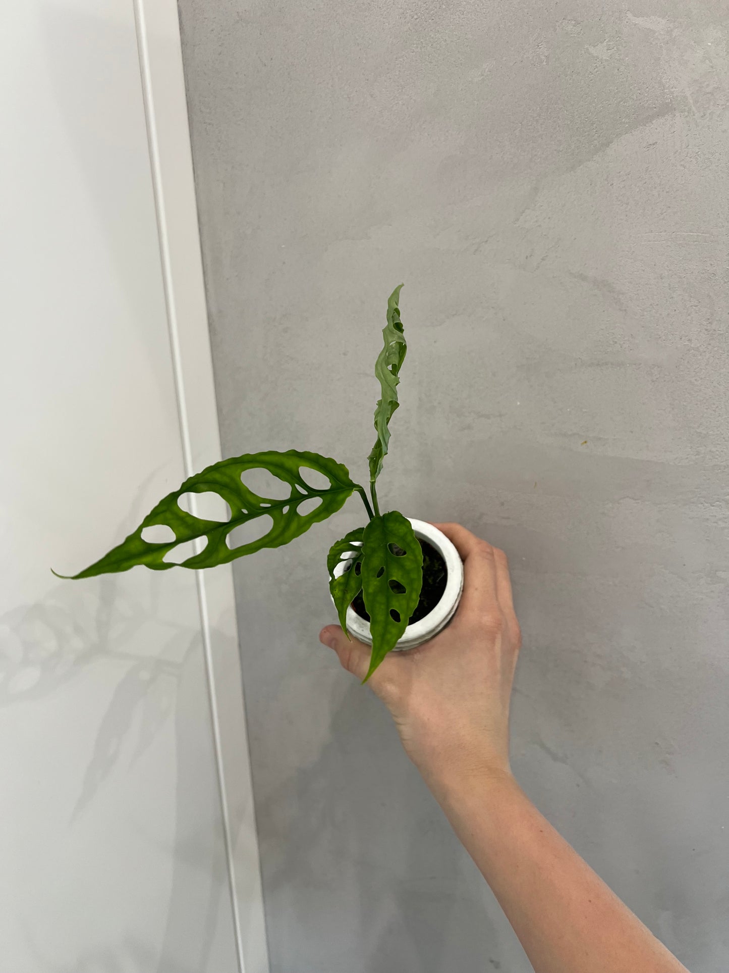 Monstera obliqua