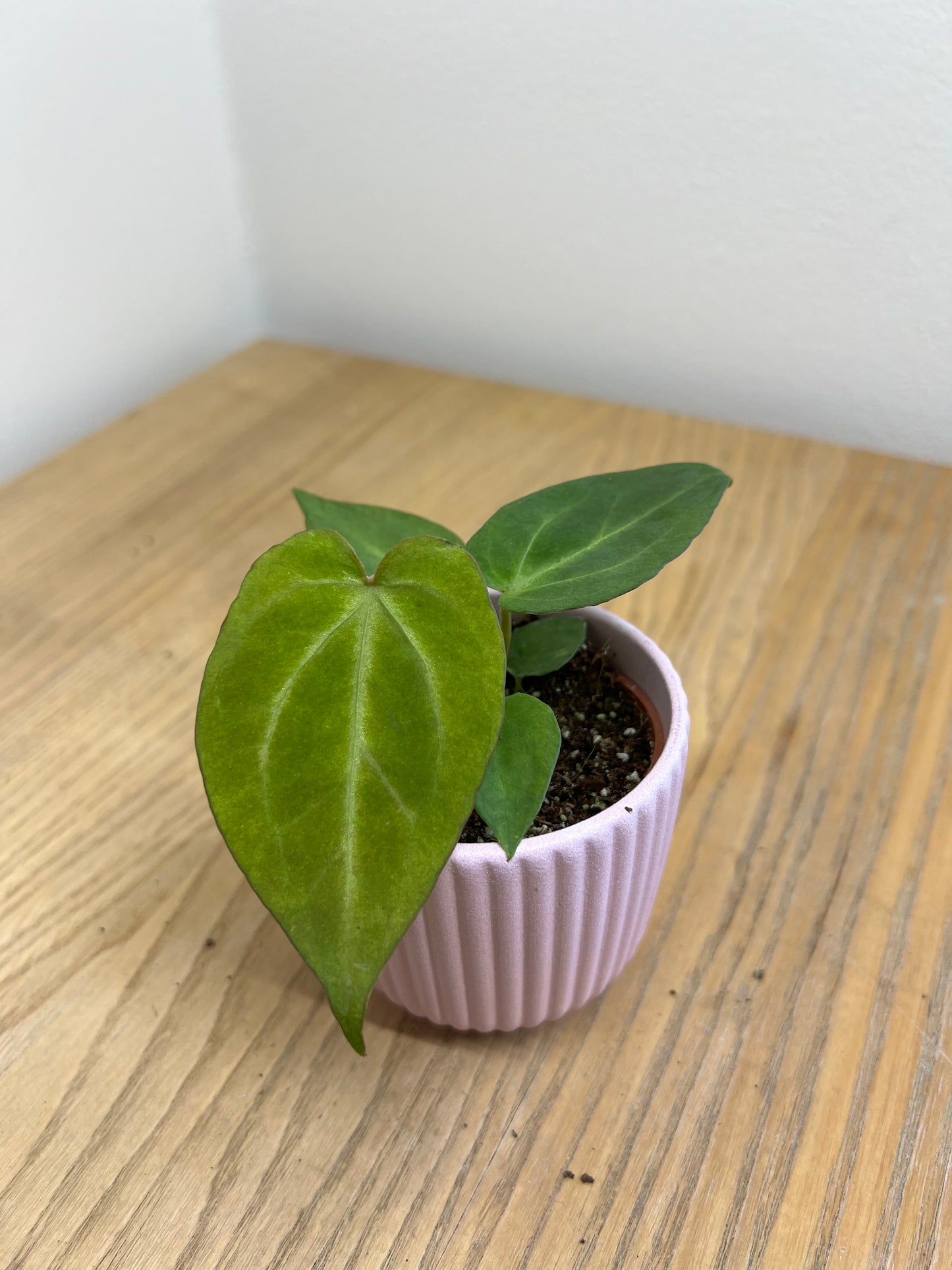 Anthurium magnificum