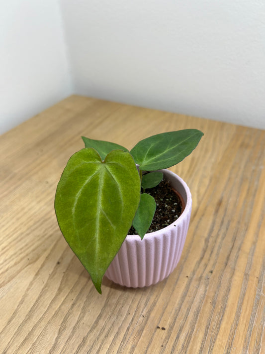 Anthurium magnificum