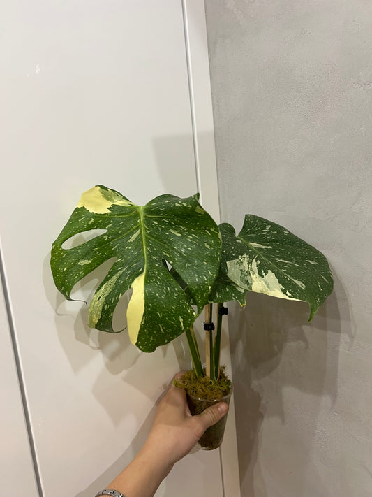 Monstera thai