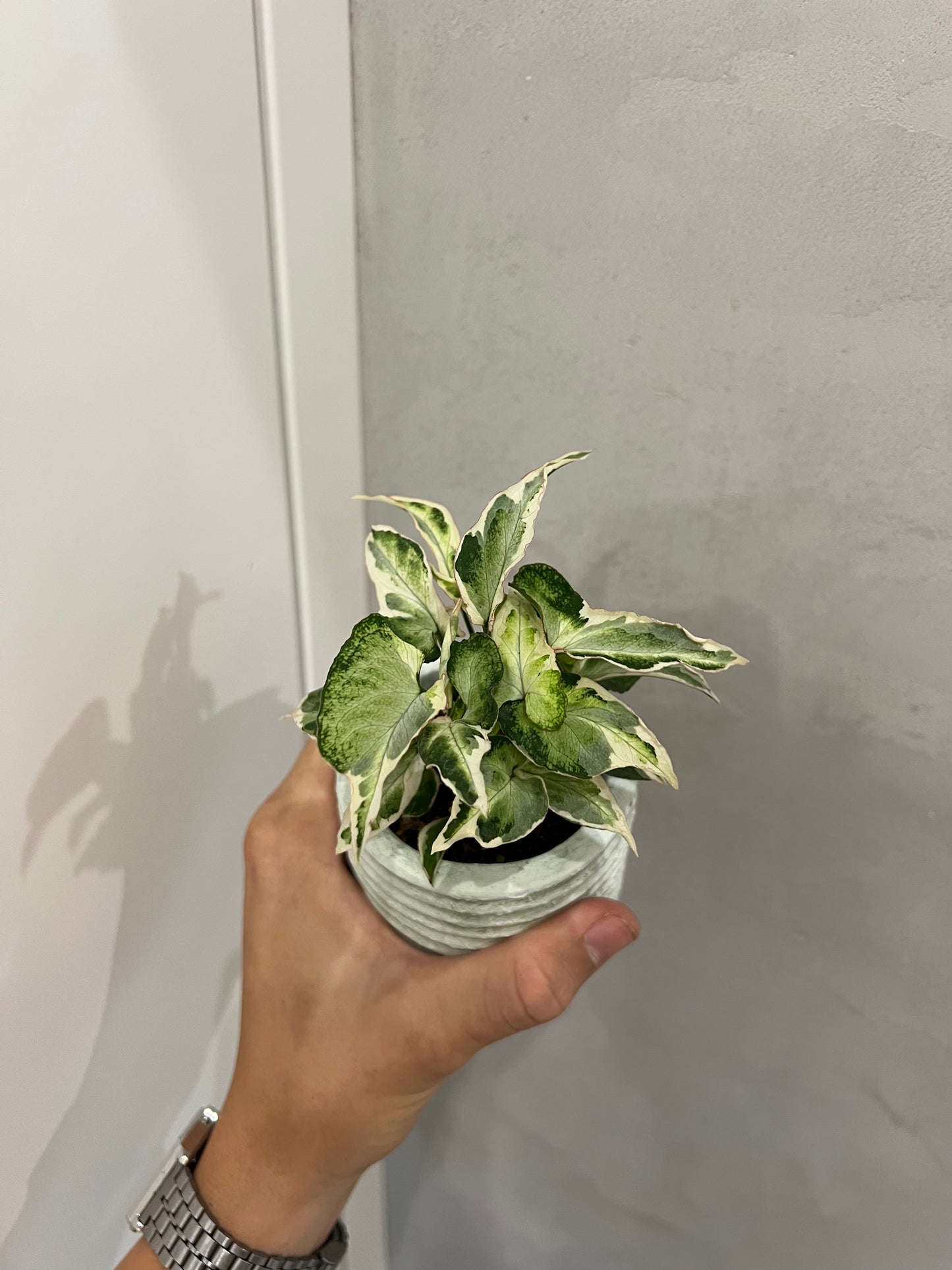 Syngonium Starlite