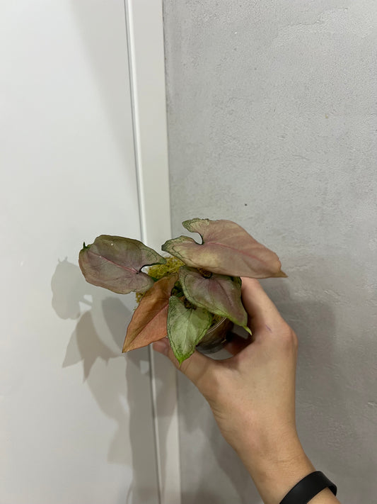 Syngonium Pink Perfection