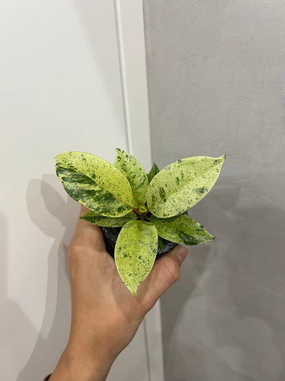 Ficus elastica ‘Shivereana’