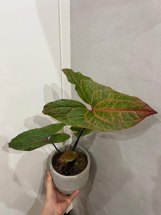 Cyrtosperma johnstonii (Alocasia Black Jack)některé listy mají seschlé listy