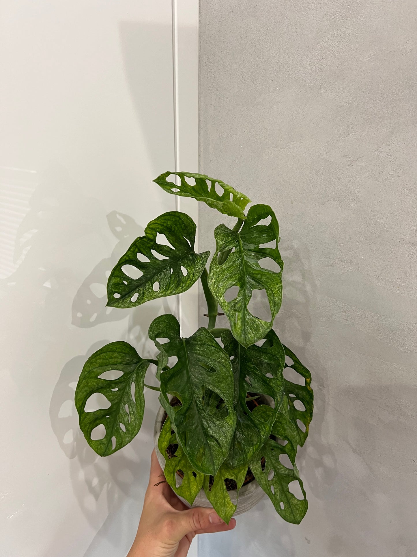 Monstera adansonii mint