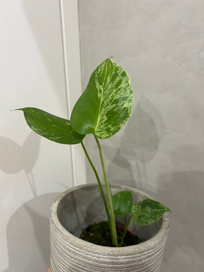 Monstera Bulbasaur