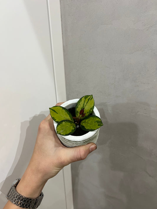 Hoya australis tricolor