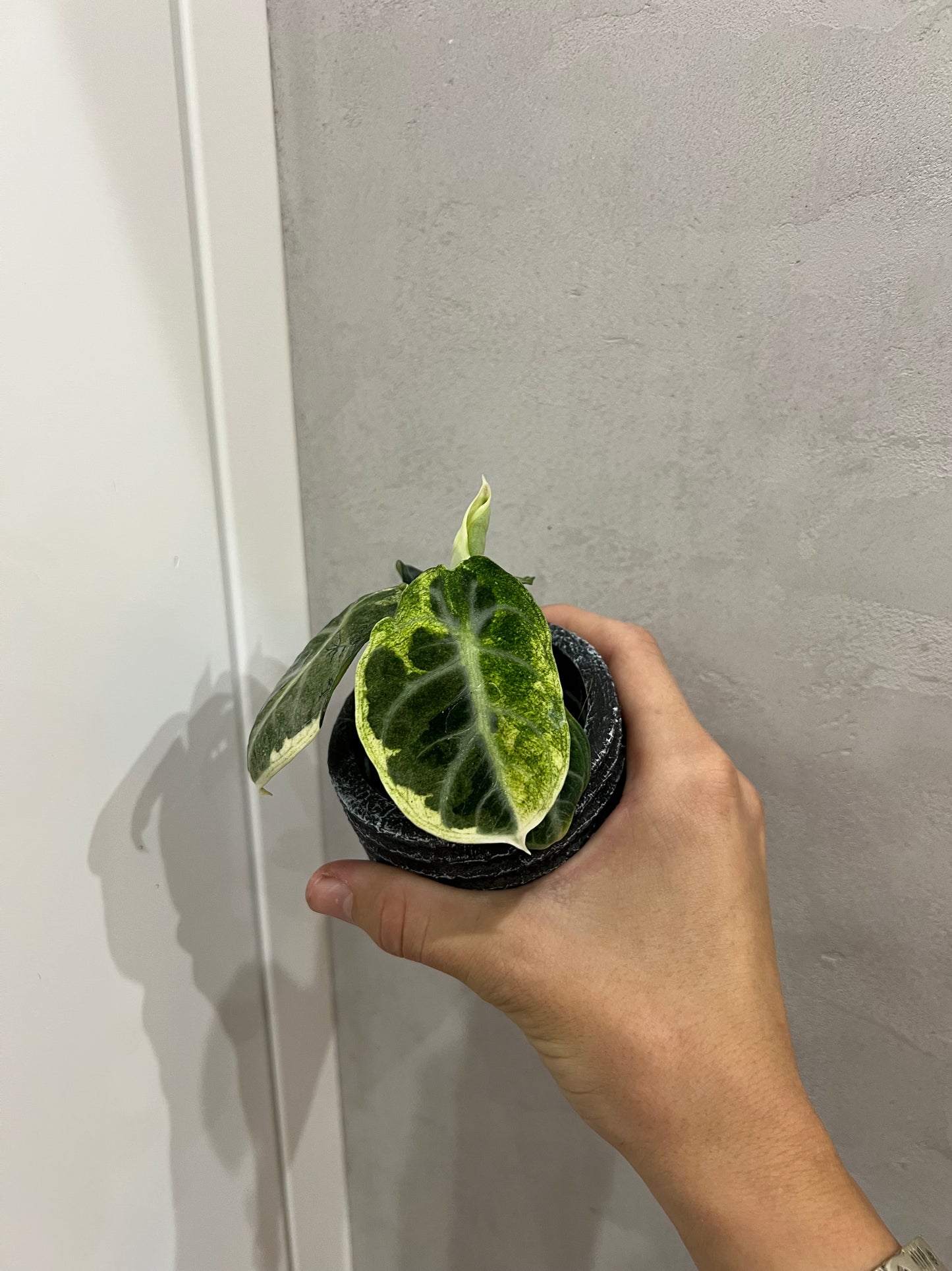 Alocasia ninja variegated