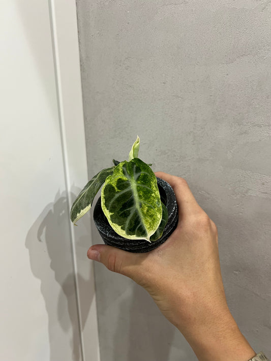 Alocasia ninja variegated