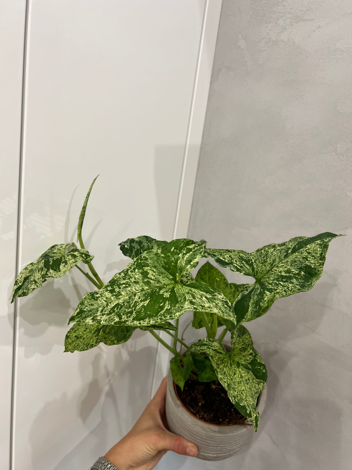 Syngonium podophyllum mottled Mojito