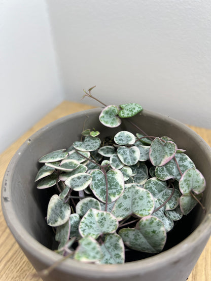 CEROPEGIA WOODII VARIEGATED