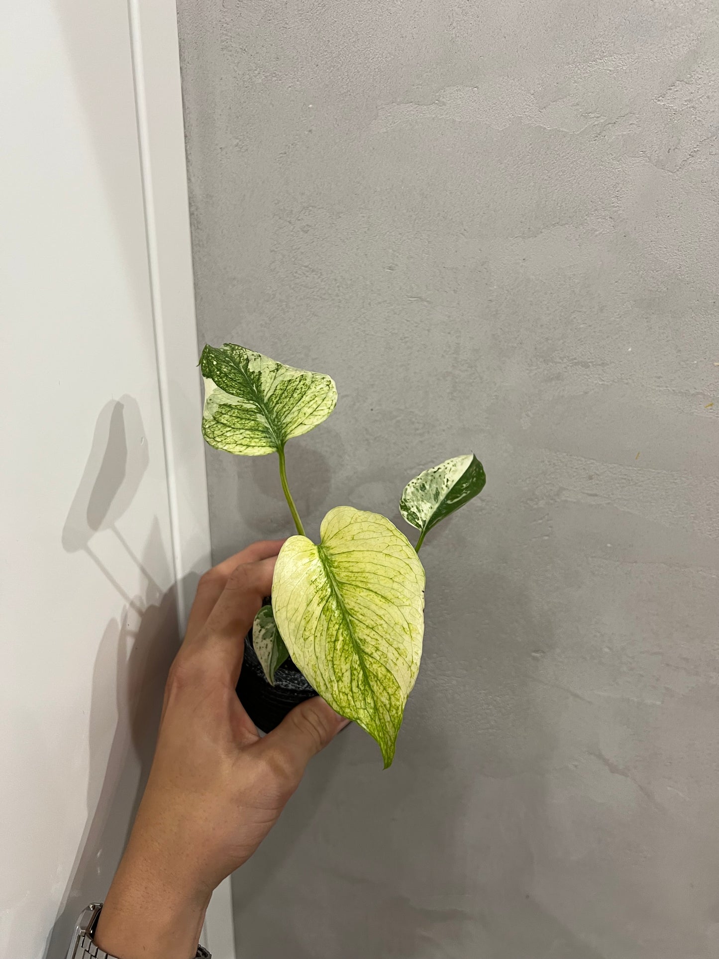 Monstera del. mint
