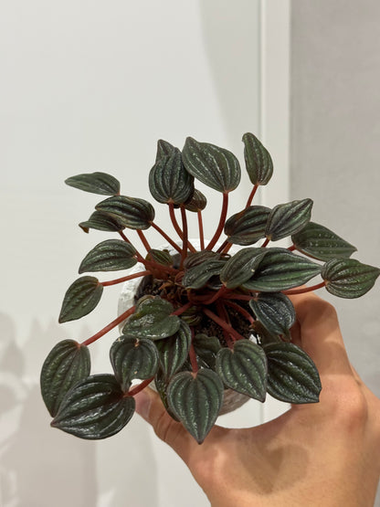 Peperomia caperata