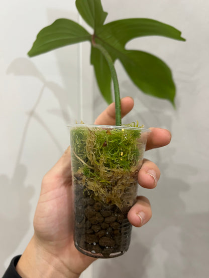 Philodendron florida ghost
