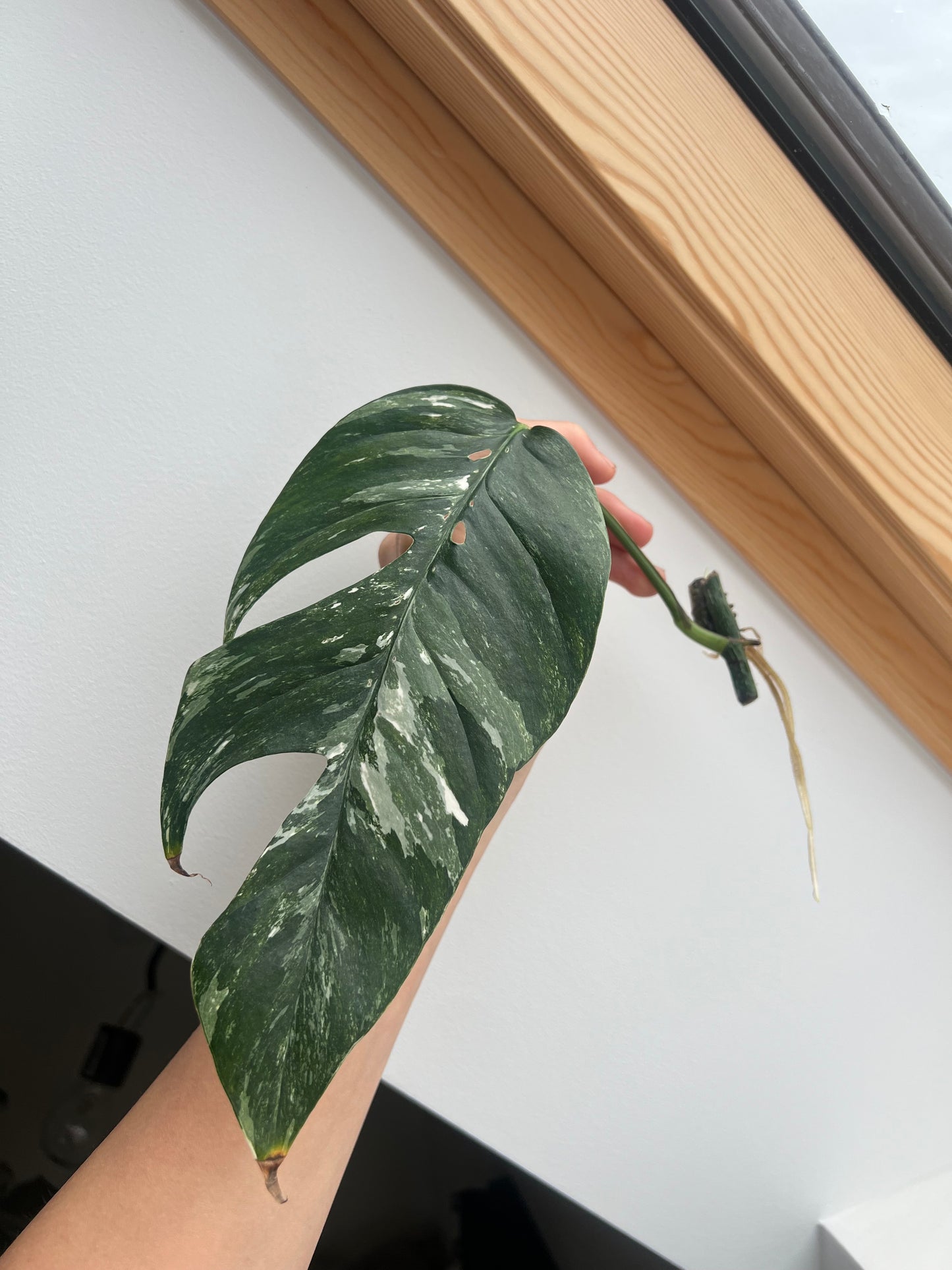 Epipremnum pinnatum albo variegated