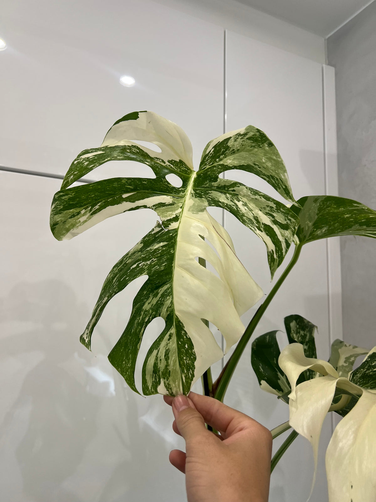 Monstera albo variegated