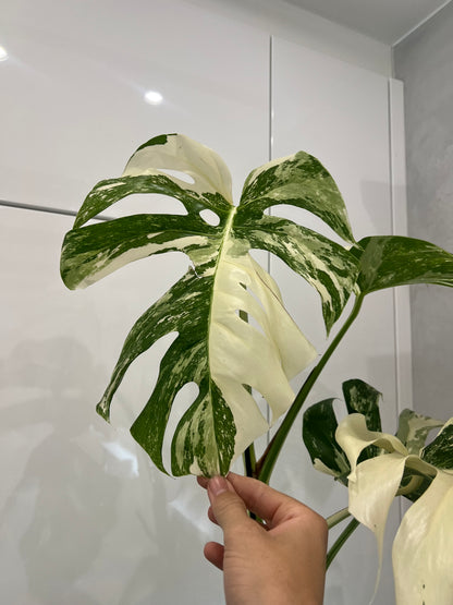 Monstera albo variegated