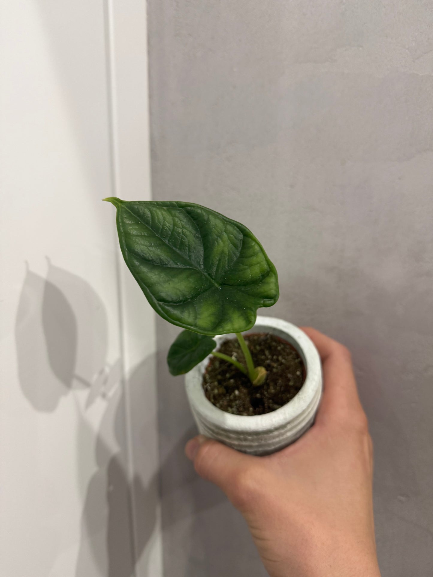 Alocasia Dragon Scale