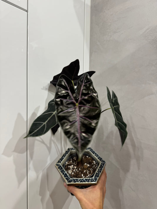 Alocasia purple vien