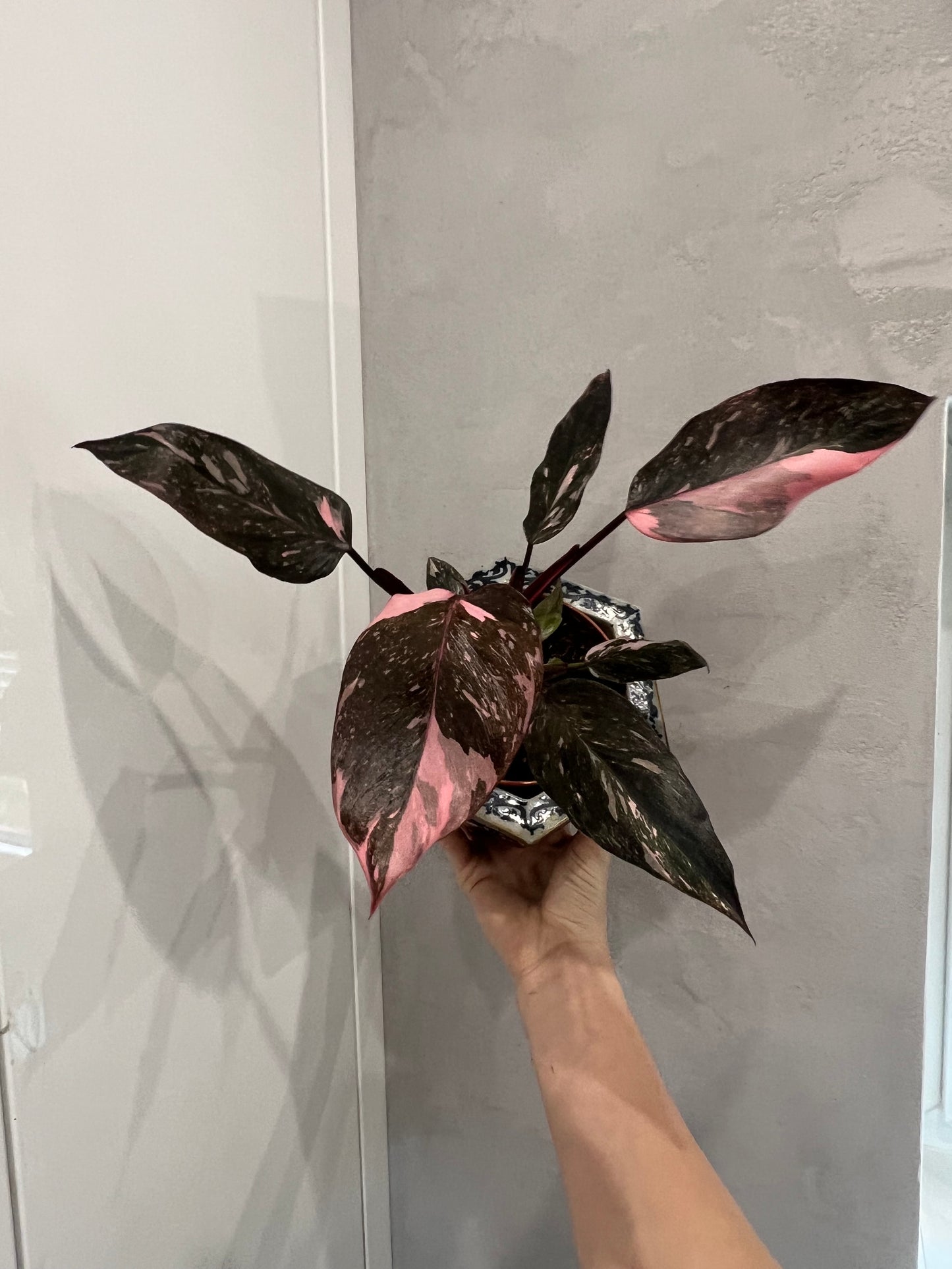 Philodendron pink princess marble