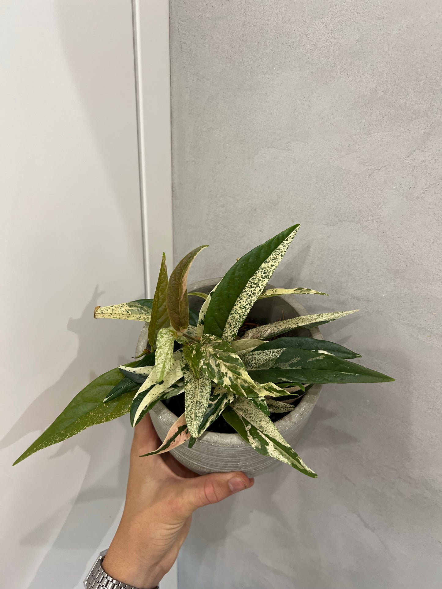 ficus sagittata pink variegata