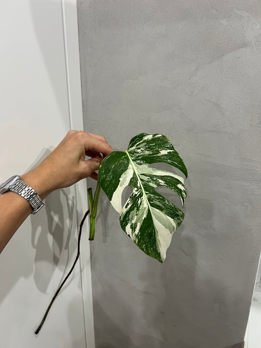 Monstera albo