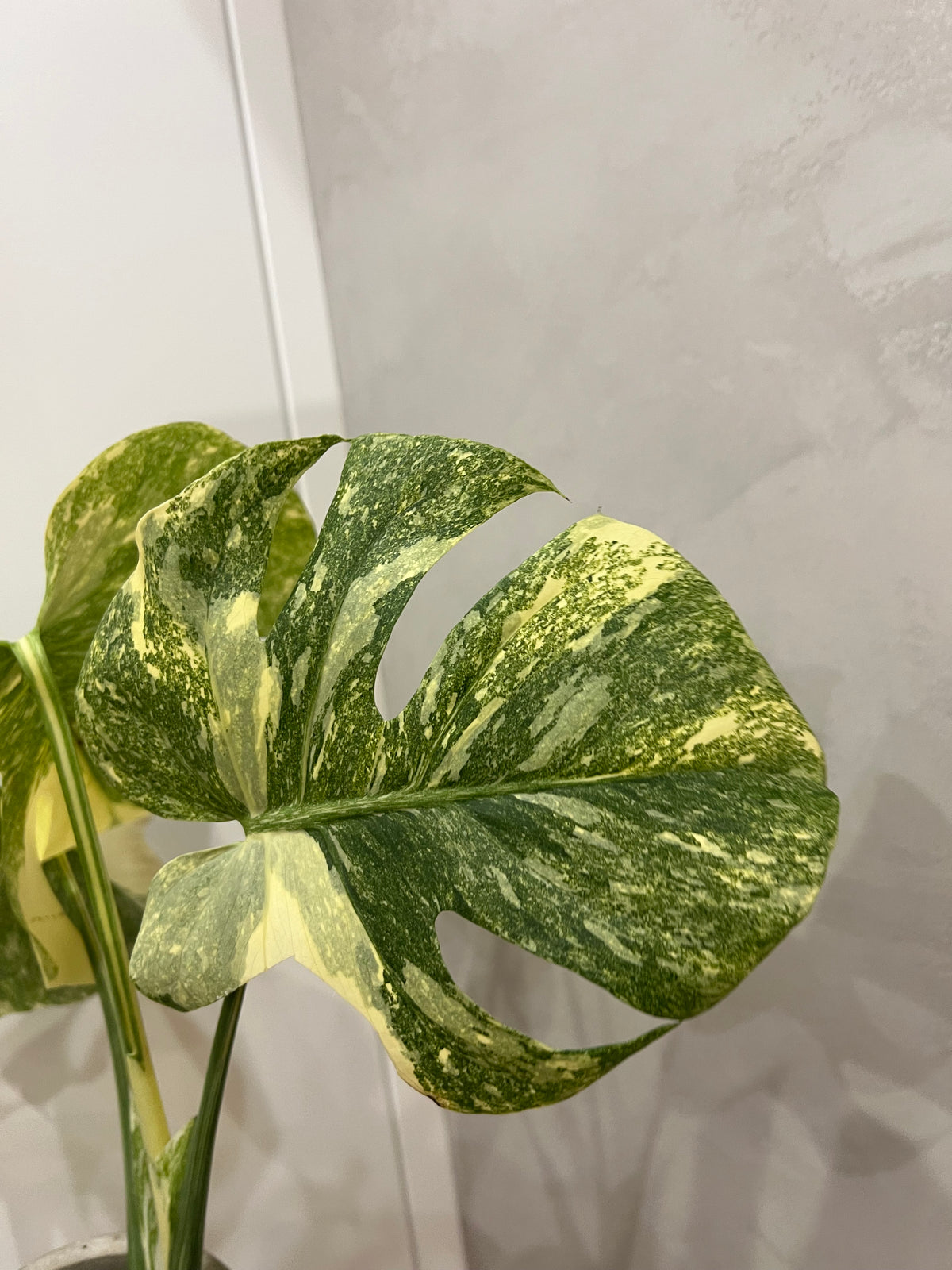 monstera creme brulee