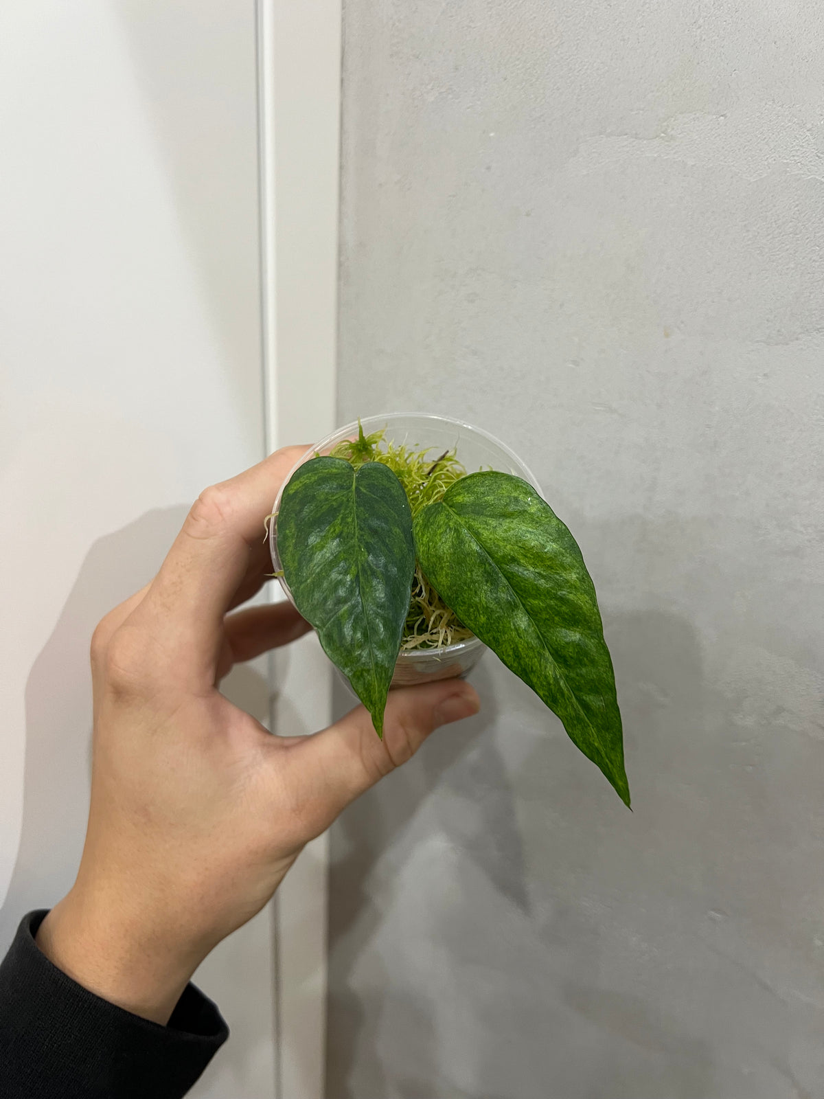 Epipremnum pinnatum yellow mint variegated