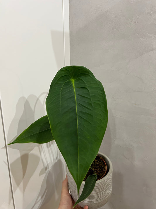 Anthurium queremalense