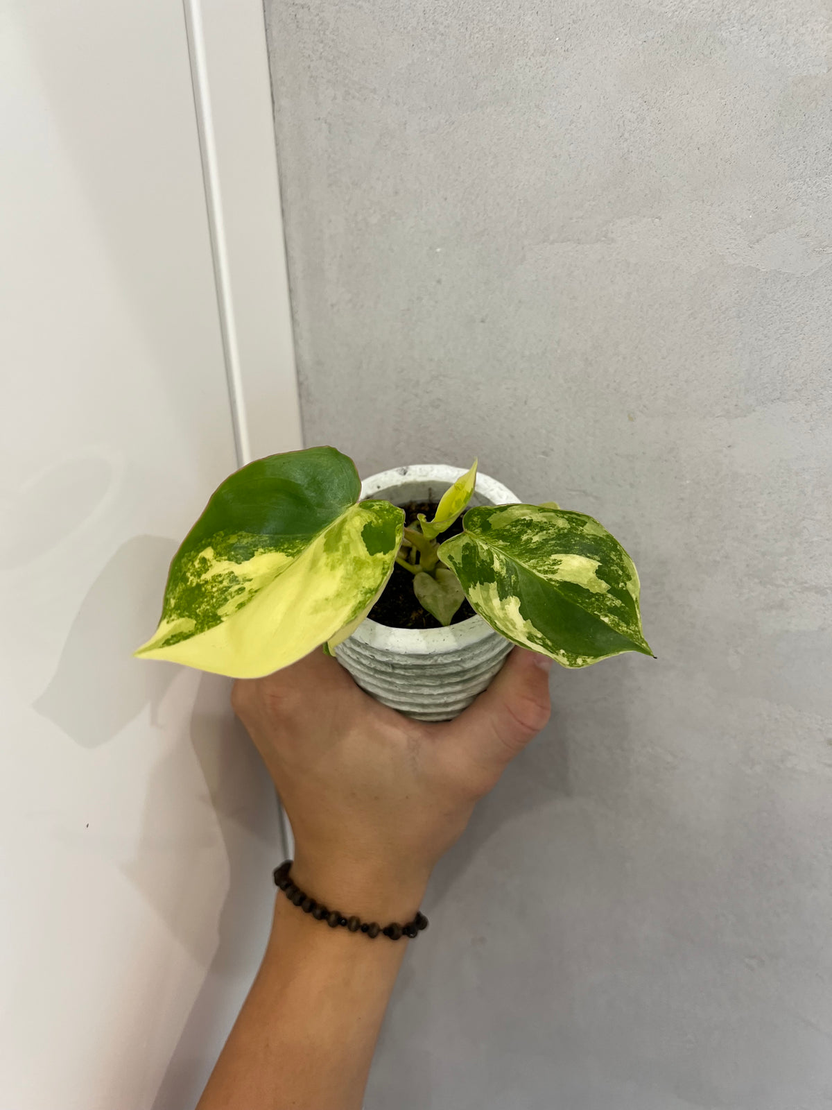 Philodendron burle marx variegated