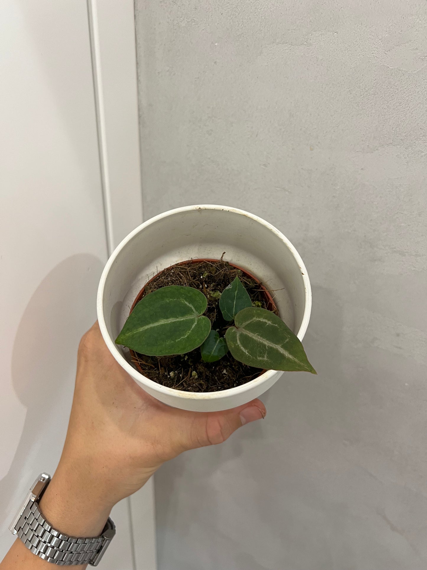 Anthurium Red Crystallinum