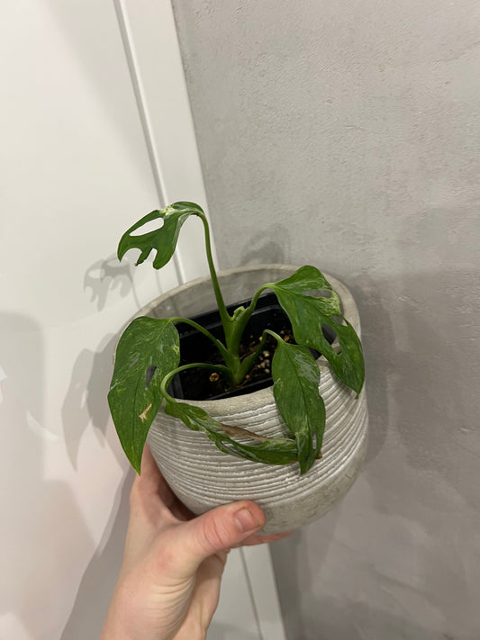 monstera indonesian marble