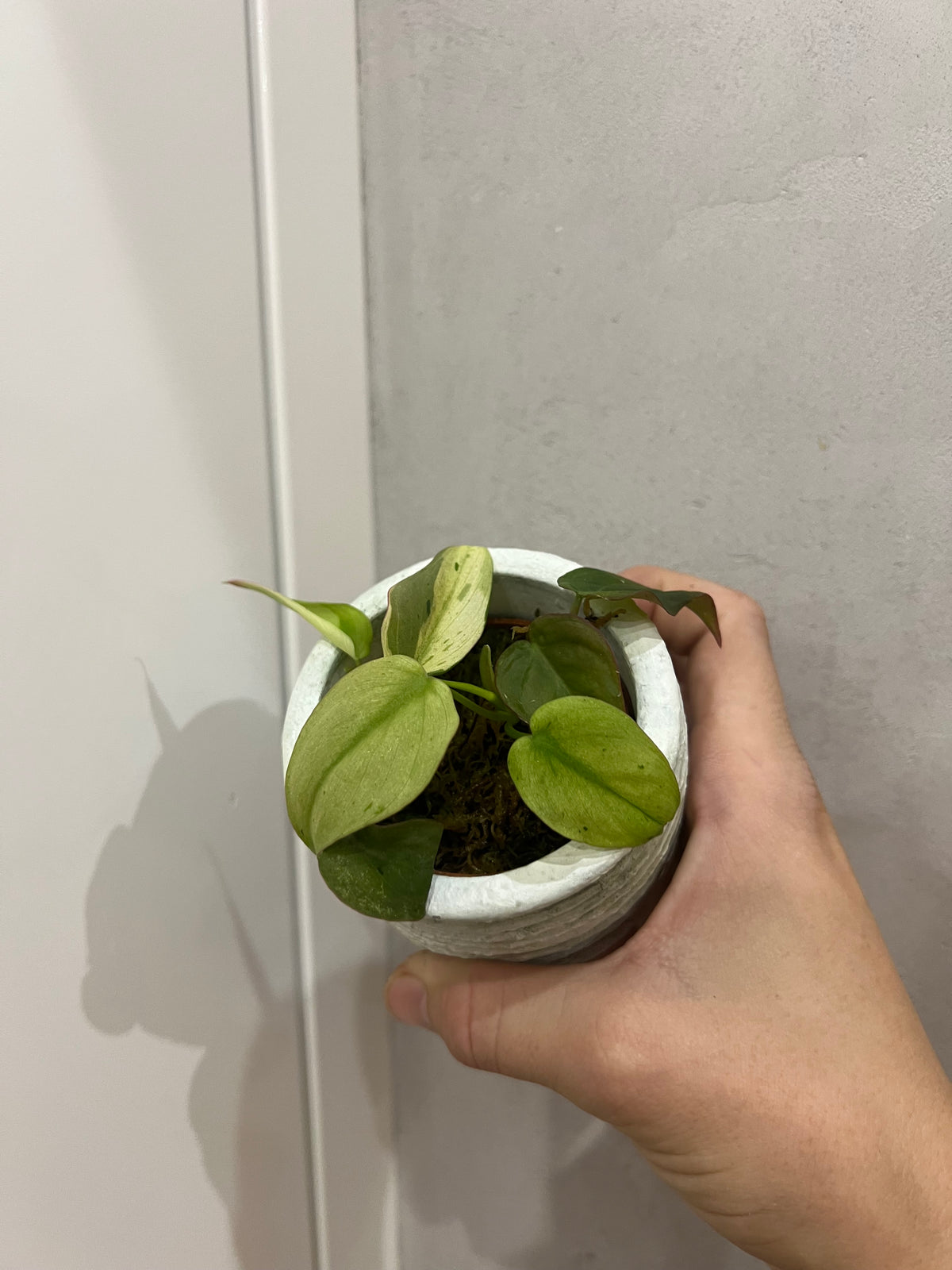 Philodendron micans mint variegated