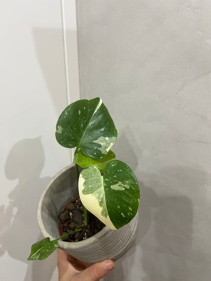 Monstera thai