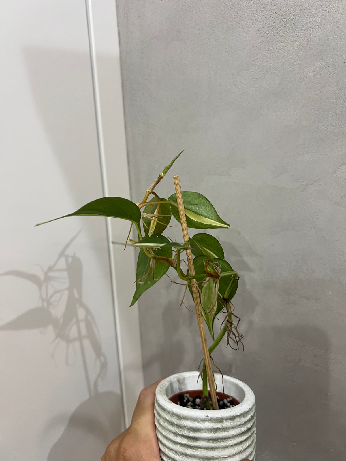 Philodendron cream splash