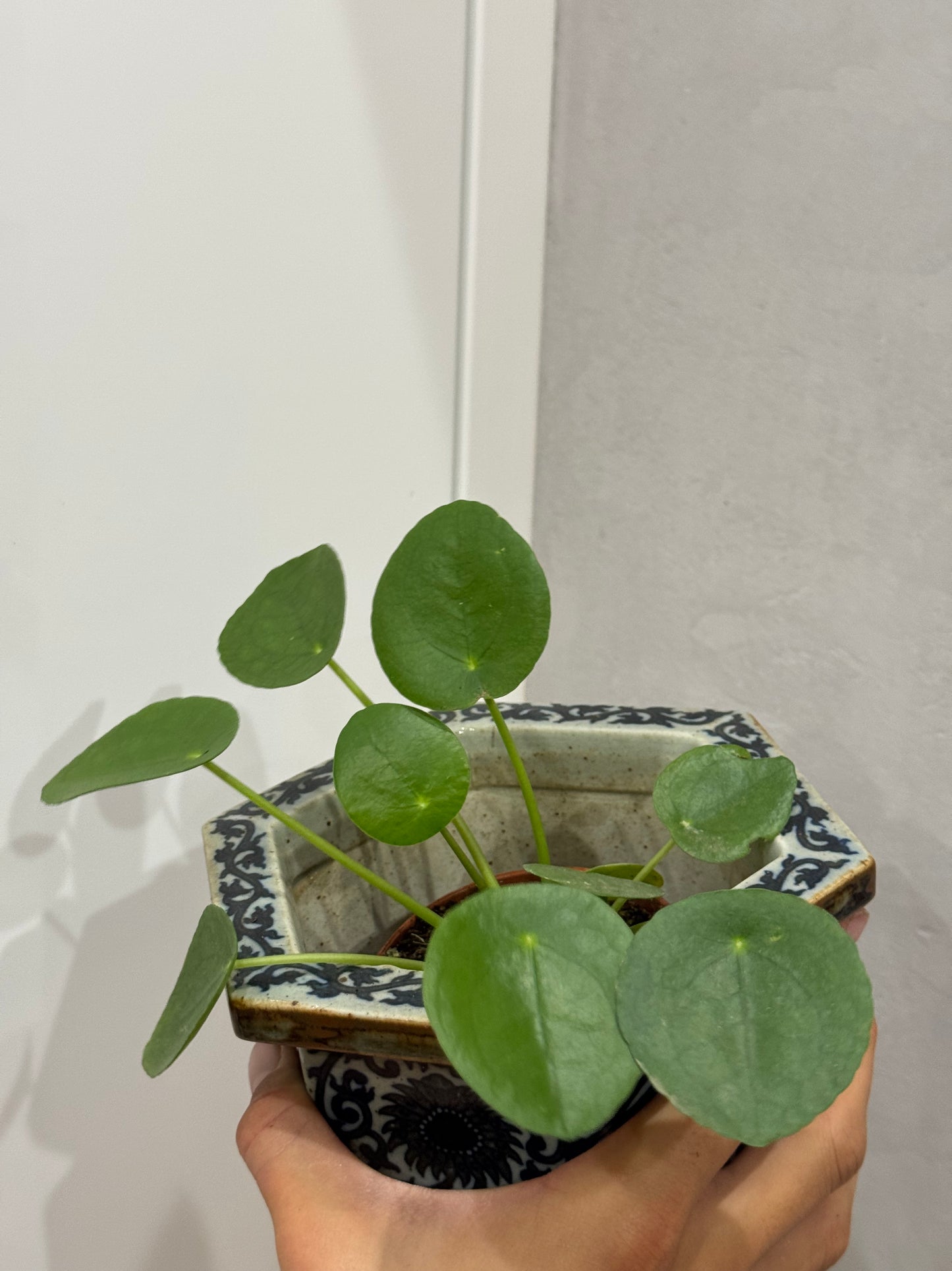 Pilea peperomioides