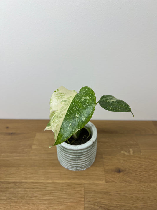 Monstera thai