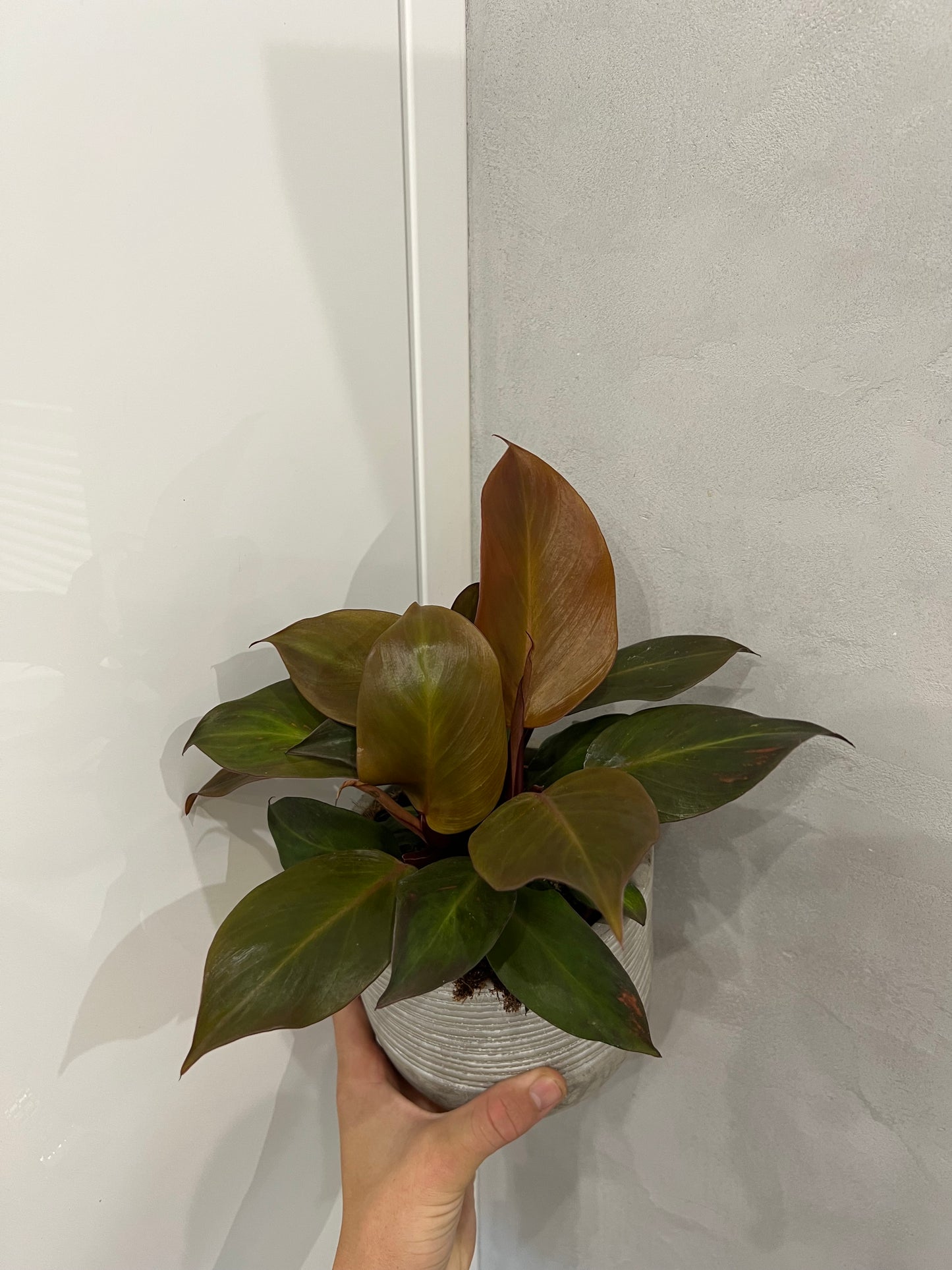 Philodendron cherry red