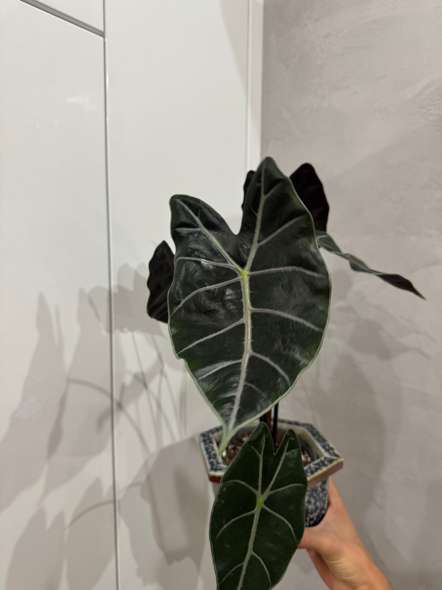 Alocasia purple vien