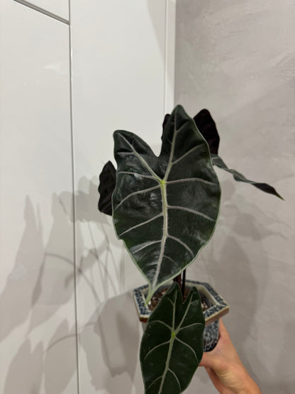 Alocasia purple vien