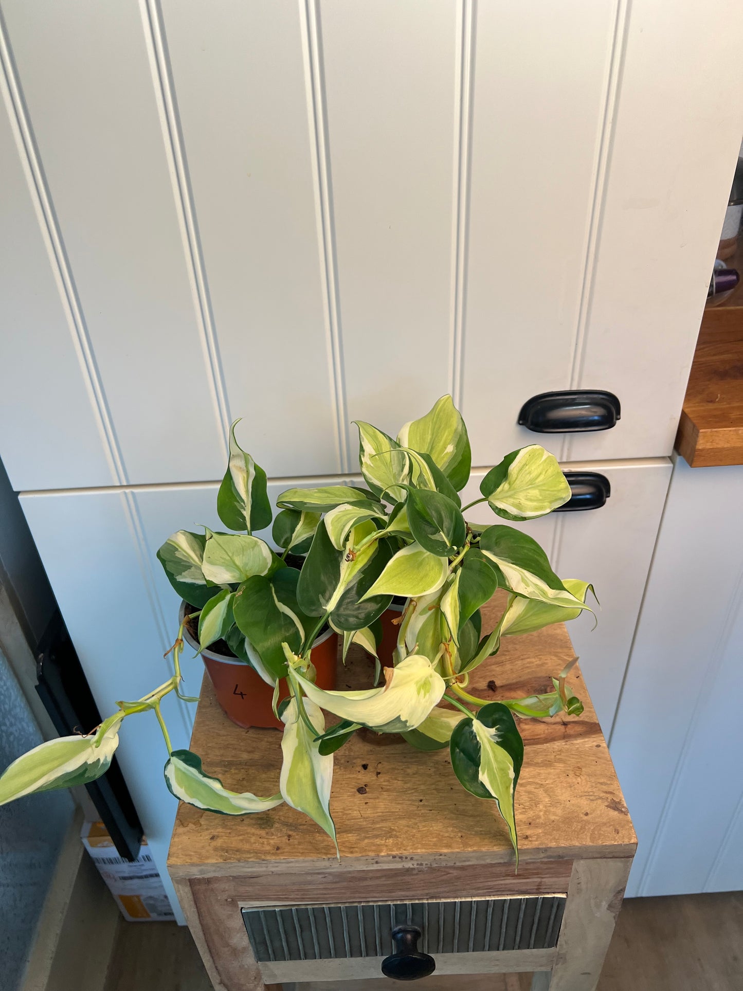 Philodendron Hederaceum Rio